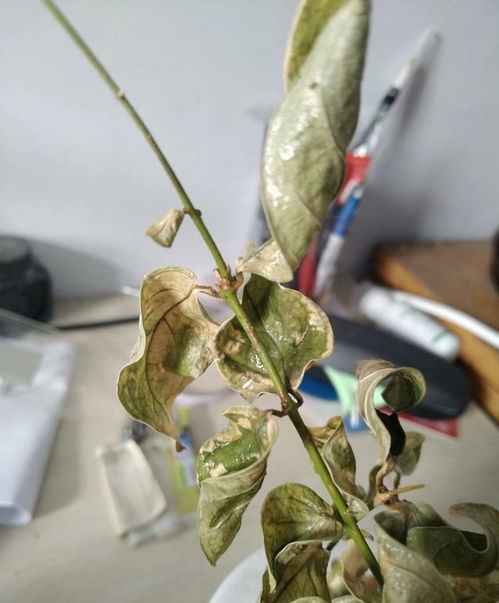 夏天植物烂根怎么办？如何有效救治