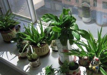 夏季绿植注意事项