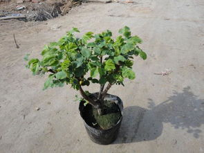 逆袭之路，堪这里！