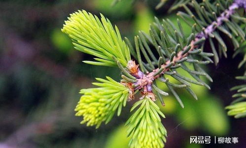 五针松开花后不授粉嫩结种子吗？