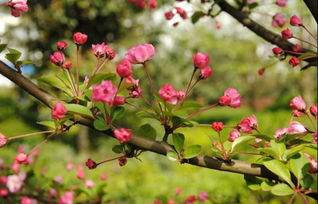 春天种花小指南：新手必kan！