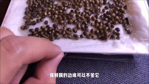 月季花种子的挑选与准备