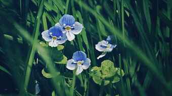 迷迭香的种植技巧