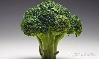 西兰花花语中，纯洁与希望的含义