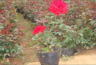 多年宿根大花金鸡菊， 基地直发，货真价实