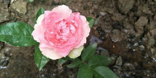 月季苗的种植与养护