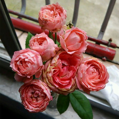 超级漂亮粉色月季花品种大盘点，美得不像话！