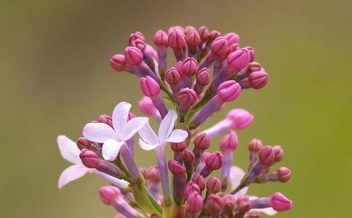 去湿止痢， 肠胃舒畅