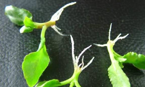 长寿花最佳扦插时间是什么时候？如何提高长寿花扦插的成活率
