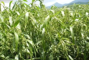 气候土壤，薏米的好伙伴？