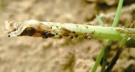 辛硫磷灌根对根系有烧灼风险吗？氯氰菊酯是否适合用于灌根处理？