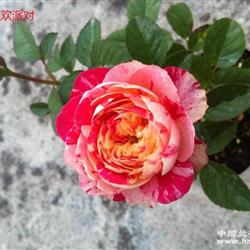 狂欢派对月季：黄粉条纹， 派对氛围十足