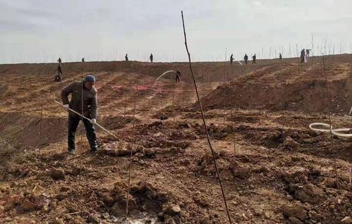 南召县城郊乡玉兰苗木生态农业， 农民致富的新路子