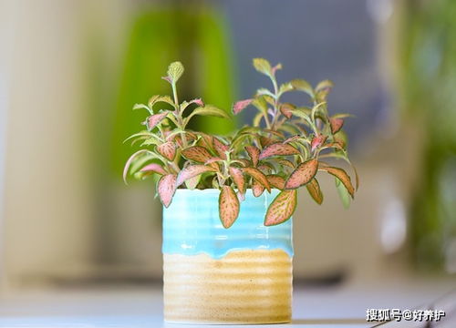老花农的三步控型法揭秘：省钱又省心？