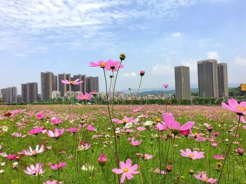 格桑花开，美得让人惊叹