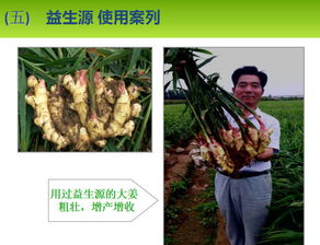 用啥除草剂坏白菜