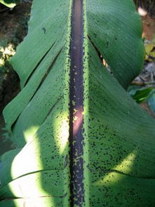 香蕉叶斑病兼黑星病，防治攻略大揭秘！