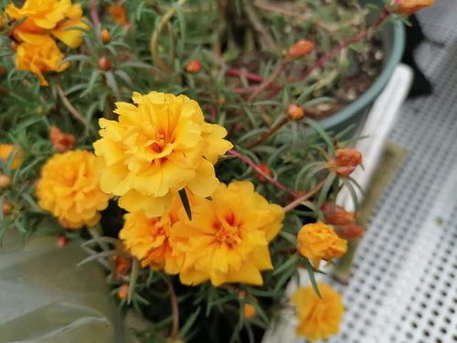 争议话题：郁金香三月到底嫩不嫩种？