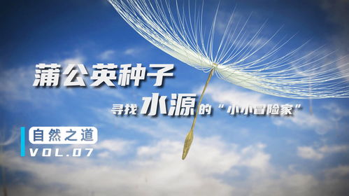 蒲公英的种子如何随风飘散？原来风是这样帮忙的