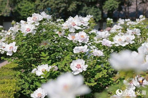 适合广东的牡丹品种大盘点