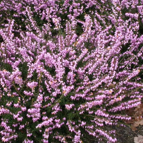 月季种植：一场美丽的邂逅