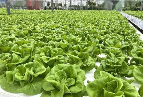 水培生菜是一种无需土壤，利用营养液直接培养生菜的种植方式