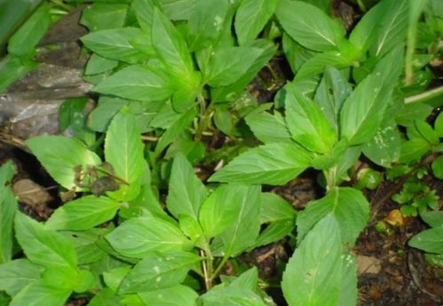 地丁草跟鸡丁草：兄弟俩， 不一样