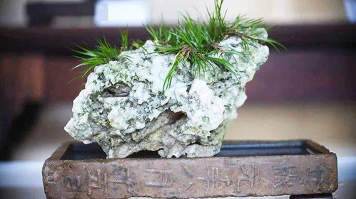 菖蒲的养护要点