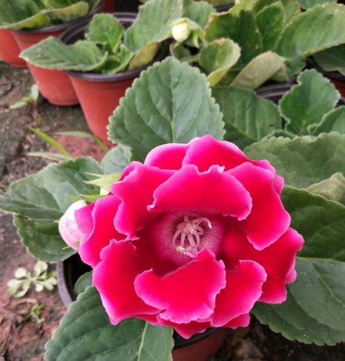 秋海棠的美丽与繁殖技巧