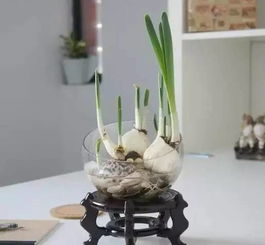 将水仙种球剥皮，为何要拆分