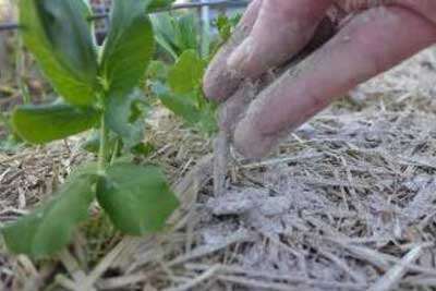盆栽病虫害防治小窍门， 花卉生虫处理攻略