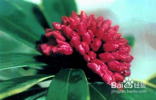 金边瑞香病虫害防治全攻略