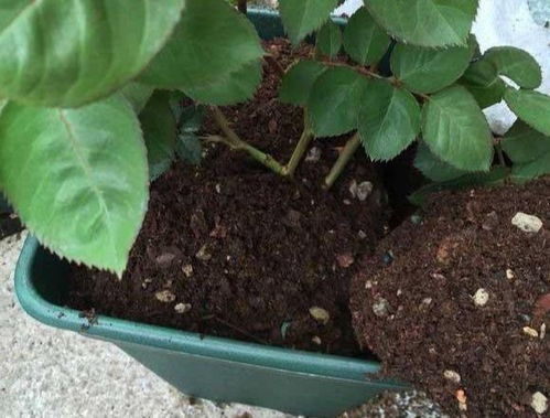 月季换盆后枯萎，是换盆方法不当还是其他原因导致的？