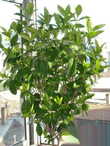 如何解决栀子花叶片发软发黄的问题？