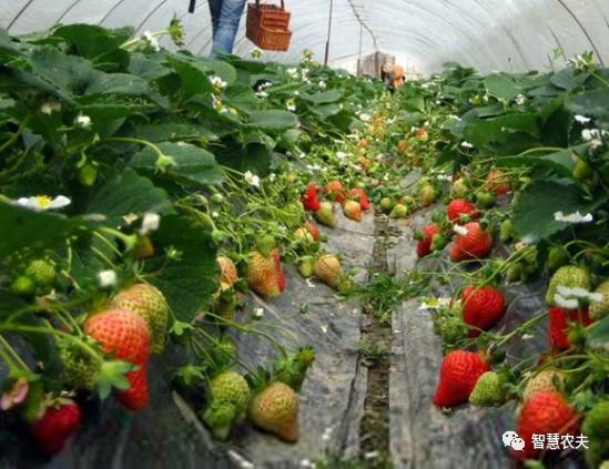 草莓害虫种类繁多， 防治方法各异