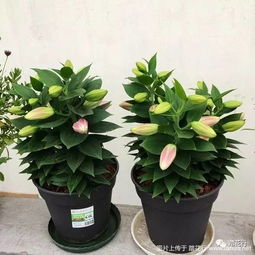 夏季适合种植百合球吗？这个季节种植百合球会有什么影响