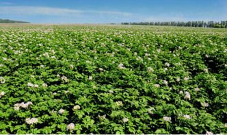 黄石公园的教训