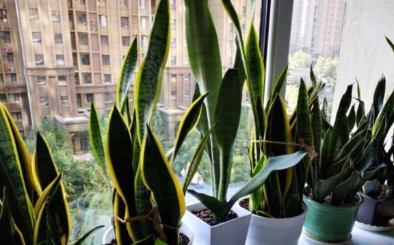 虎皮兰长芽蹿满盆，探究适宜喂食方法