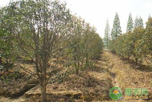 树根损伤要处理