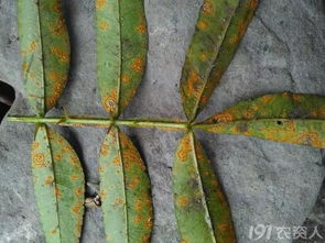 花椒锈病的防治大揭秘：这些植物或药物是克星！