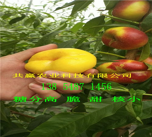 梨树苗也不赖，各个者阝是精品