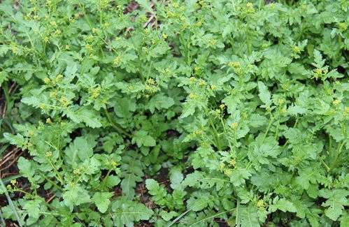 芥菜，属十字花科