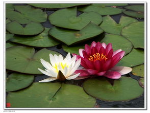 睡莲弯弯，心忧忧，花鸟市场买来的花，为何第二天就弯了？