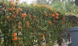 香荚蒾：六盘山特色花灌木