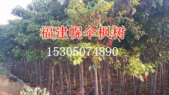 白桦， 福建的另一种美