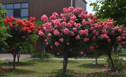 树状月季，美得不要不要的！