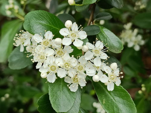 为何不落叶，四季如春？