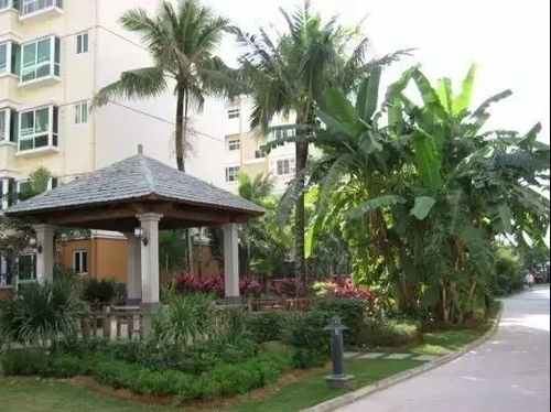 反常案例：洋紫荆的冬季魅力