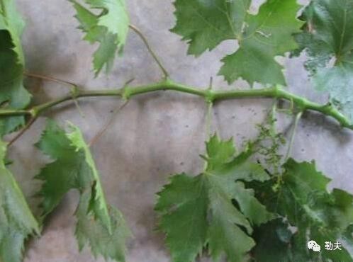 修剪方法包括春季抹芽剪枝、 夏季定梢摘心、秋季副梢摘心和枝条疏剪、冬季重剪