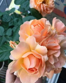 月季花：花中皇后美丽有毒？